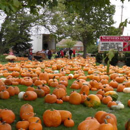 Pumpkin Patch