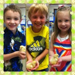 Pleasant Memories Preschool  - hatching baby chicks