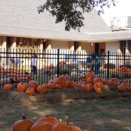 2018 Pumpkin Patch