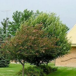 Christ the King, Medford, Minnesota, United States