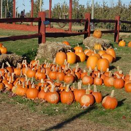 Our pumpkin patch