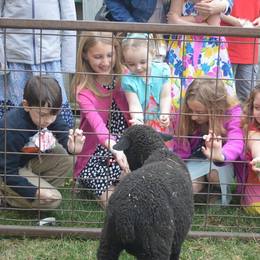 Children's Lamb Encounter