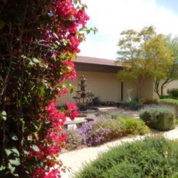 Bougainvillea