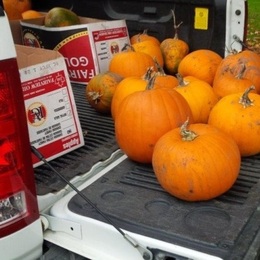 Pumpkins for Carving