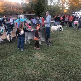 Fall Festival in Summertown - Petting Zoo