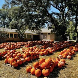 2022 Pumpkin Patch