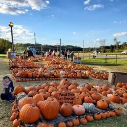 Alachua's Pumpkin Patch 2022